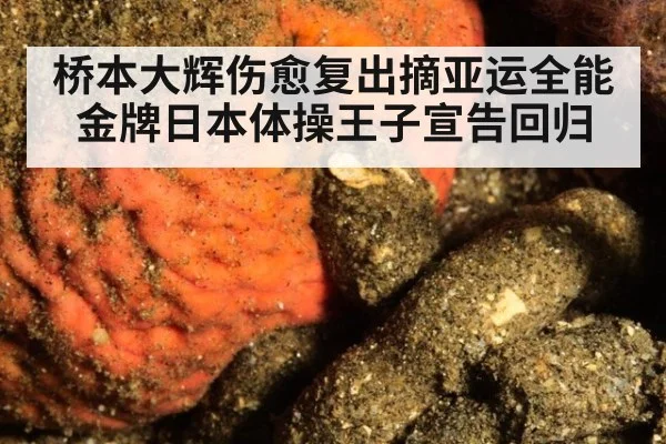 桥本大辉伤愈复出摘亚运全能金牌日本体操王子宣告回归